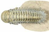 Flying Crotalocephalina Trilobite - Atchana, Morocco #359180-1